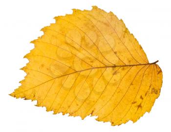 back side of yellow autumn leaf of elm tree isolated on white background