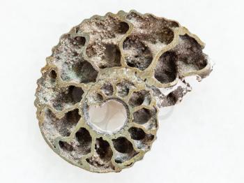 macro shooting of natural mineral rock specimen - polished Ammonite fossil on white marble background