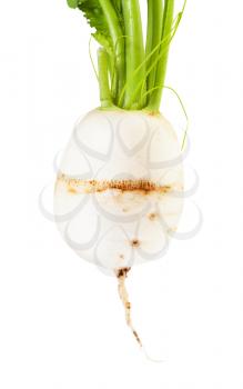 fresh organic root of Kokabu japanese white salad turnip close-up isolated on white background