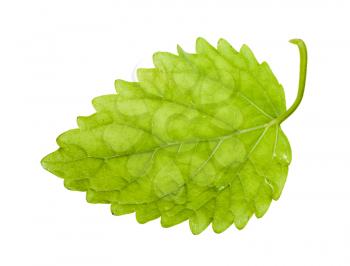 back side of green leaf of lemon balm (melissa officinalis) herb isolated on white background