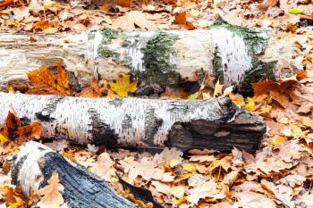 broken birch tree trunks on meadow covered by fallen leaves in city park in autumn