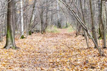 path covered by fallen leaves between bare trees in city park in autumn in late fall