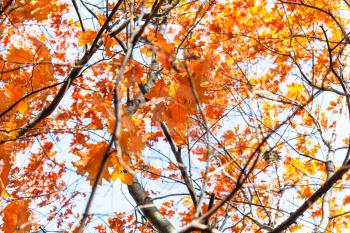 tangled branches with orange leaves of Red Oak tree on sunny autumn day