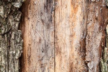 natural texture - pine tree trunk with peeled bark close up