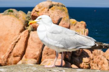 travel to France - seagull on boulder on rocky coast of Ile-de-Brehat island in Cotes-d'Armor department of Brittany in summer sunny day