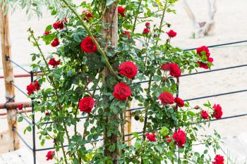 Travel to Turkey - rose bush with red flowers in Goreme town in Cappadocia in spring