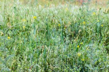 Travel to Turkey - green grass on meadow in Goreme National Park in Cappadocia in spring