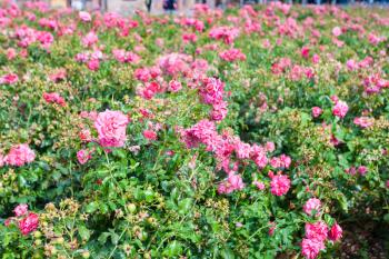travel to Germany - pink rose flowers shrubs on Alexanderplatz square in Berlin city in september