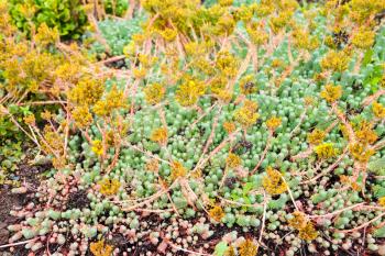travel to Iceland - tundra plants in public family park in laugardalur valley of Reykjavik city in september