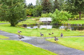 travel to Iceland - ducks in urban public family park in laugardalur valley of Reykjavik city in september