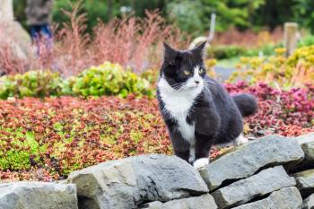 travel to Iceland - domestic cat in public family arctic park in laugardalur valley of Reykjavik city in september