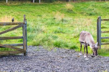 travel to Iceland - reindeer comes out of the corral and starling birds on fence in public family park in laugardalur valley of Reykjavik city in september