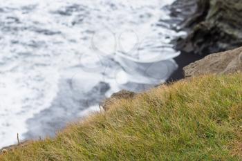 travel to Iceland - green grass on cliff near Vik I Myrdal village on Atlantic South Coast in Katla Geopark in september