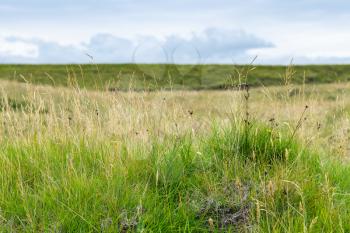 travel to Iceland - green grass on surface of Dyrholaey promontory near Vik I Myrdal village on Atlantic South Coast in Katla Geopark in september