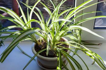 Chlorophytum house plant in pot on the window sill illuminated by sun light in winter