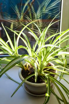 Chlorophytum houseplant in pot on the windowsill illuminated by sun light in sunny winter day