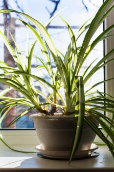Chlorophytum houseplant in pot on the windowsill in sunny winter day