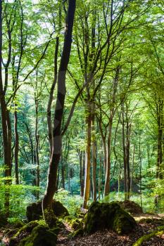 travel to Germany - green forest in front of Buchenlochhohle cave in Gerolsteiner Dolomiten mountain in Nature and Geopark Vulkaneifel near Gerolstein Luftkurort (spa town) in summer