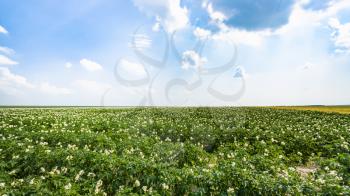 country landscape - view of green potato field near commune L'Epine Marne in summer day in Champagne region of France