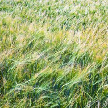 country landscape - green barley field near commune L'Epine Marne in summer day in Champagne region of France