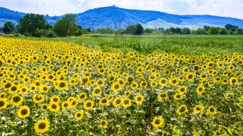 country landscape - Sunflower field near Vosges Mountains in Alsace in summer