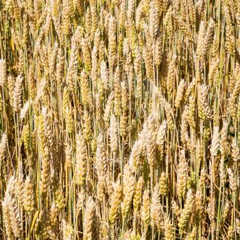 country landscape - ripe wheat ears on field close up in Bavaria in summer day in Germany