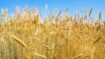 country landscape - ripe rye under blue sky on field in Bavaria in summer day in Germany