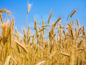 country landscape - ripe rye ears under blue sky on field in Bavaria in summer day in Germany