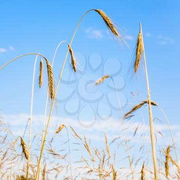 country landscape - ears of ripe yellow rye under blue sky close up in Central Poland in summer