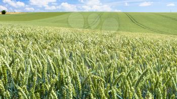 country landscape - panoramic view of green wheat field in Picardy region of France in summer day