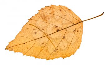 autumn yellow fallen leaf with needle of larch tree isolated on white background