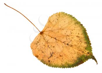 back side of fallen rotten leaf of linden tree isolated on white background