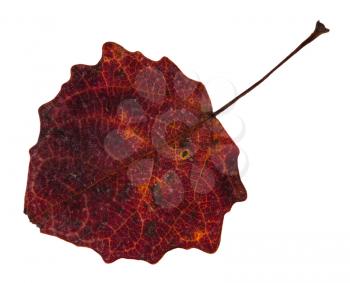red fallen leaf of aspen tree isolated on white background