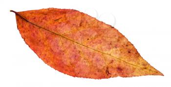 red leaf of willow tree isolated on white background