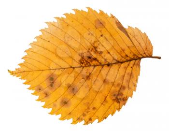 back side of decayed autumn leaf of elm tree isolated on white background