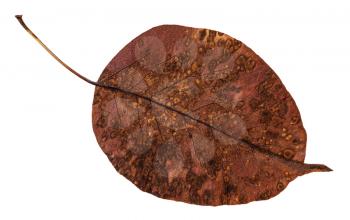 back side of decayed autumn leaf of pear tree isolated on white background