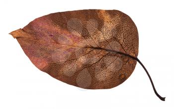 back side of decayed autumn leaf of apple tree isolated on white background