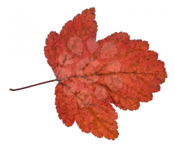 dried red leaf of viburnum tree isolated on white background