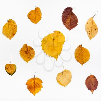 collage from Elm and Lime autumn leaves on white background