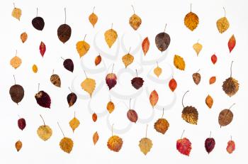 collage from various fallen autumn leaves on white background