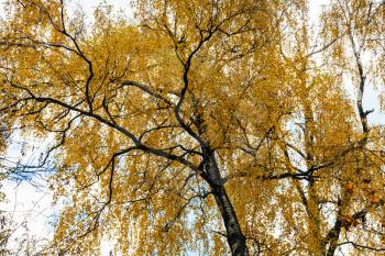 bottom view of birch tree with yellow leaves in urban Timiryazevskiy park in Moscow city in autumn