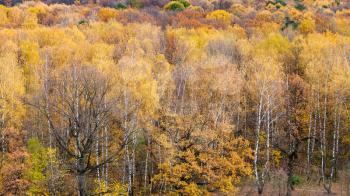 above view of yellow woods in urban Timiryazevskiy park in Moscow city in autumn