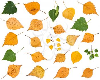 set of various leaves of birch trees isolated on white background
