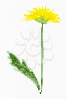 training drawing in suibokuga sumi-e style with watercolor paints - yellow dandelion flower hand painted on white paper