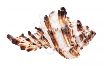 brown striped shell of muricidae mollusk isolated on white background
