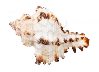 white seashell of mollusc isolated on white background
