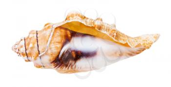 empty conch of sea snail isolated on white background