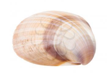 striped brown shell of clam isolated on white background