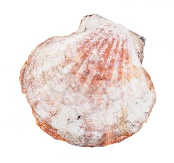 brown shell of scallop isolated on white background
