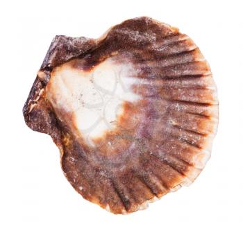 empty dark brown shell of scallop isolated on white background